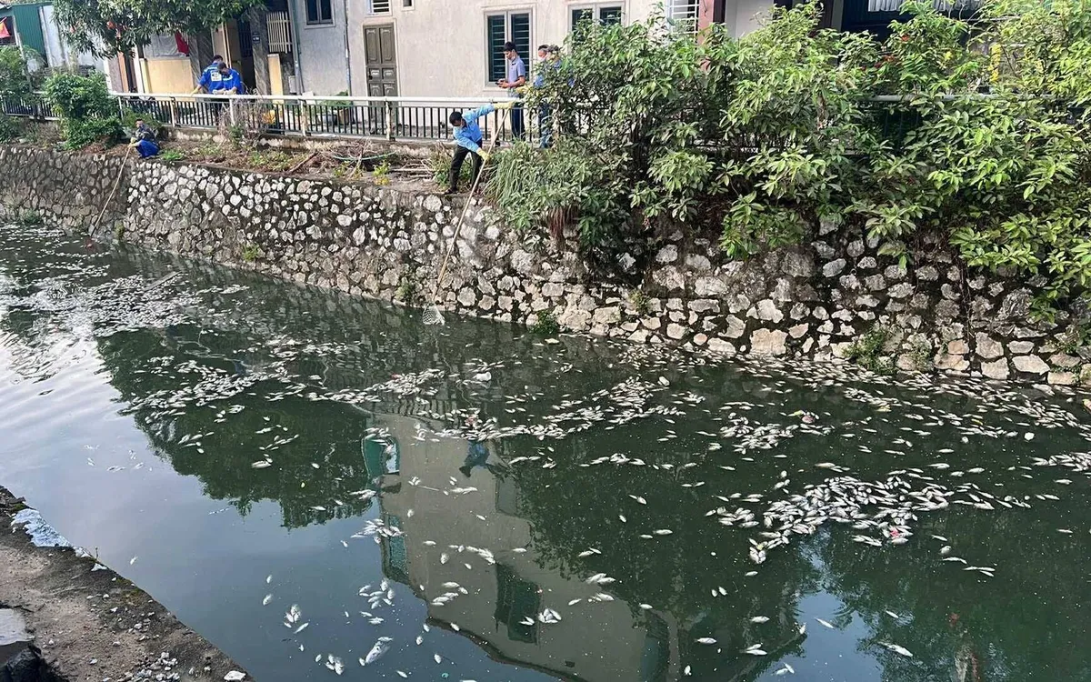 Cá chết kéo dài hằng trăm mét tại kênh hào thành cổ Vinh. Ảnh Nguyễn Quang.