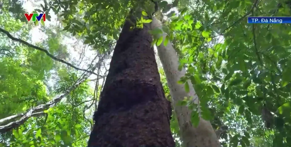 Vườn quốc gia Sông Thanh phát hiện rừng lim cổ thụ - Ảnh 1.