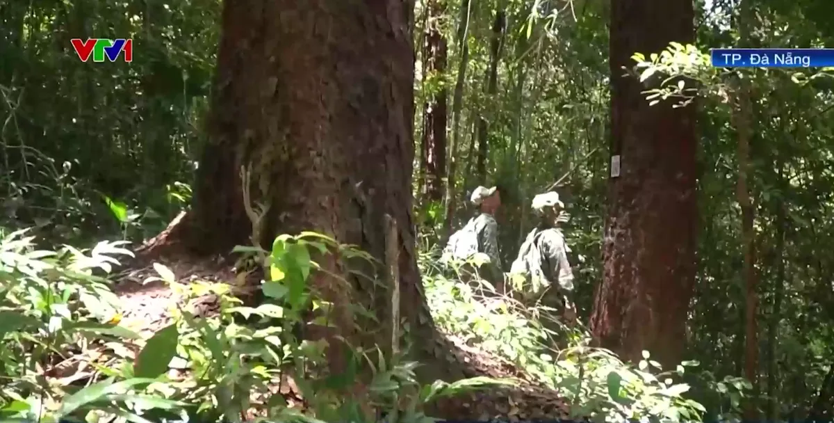 Vườn quốc gia Sông Thanh phát hiện rừng lim cổ thụ - Ảnh 3.