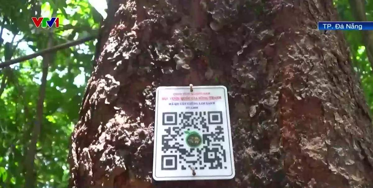 Vườn quốc gia Sông Thanh phát hiện rừng lim cổ thụ - Ảnh 2.