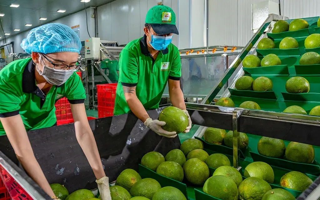 Xuất khẩu rau quả sang EU tăng 44% Xuất khẩu rau quả sang EU tăng 44%
