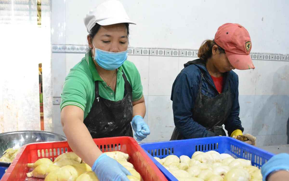 Giới chuyên môn kỳ vọng kim ngạch xuất khẩu rau quả năm nay có thể vượt trên 7 tỷ USD
Giới chuyên môn kỳ vọng kim ngạch xuất khẩu rau quả năm nay có thể vượt trên 7 tỷ USD