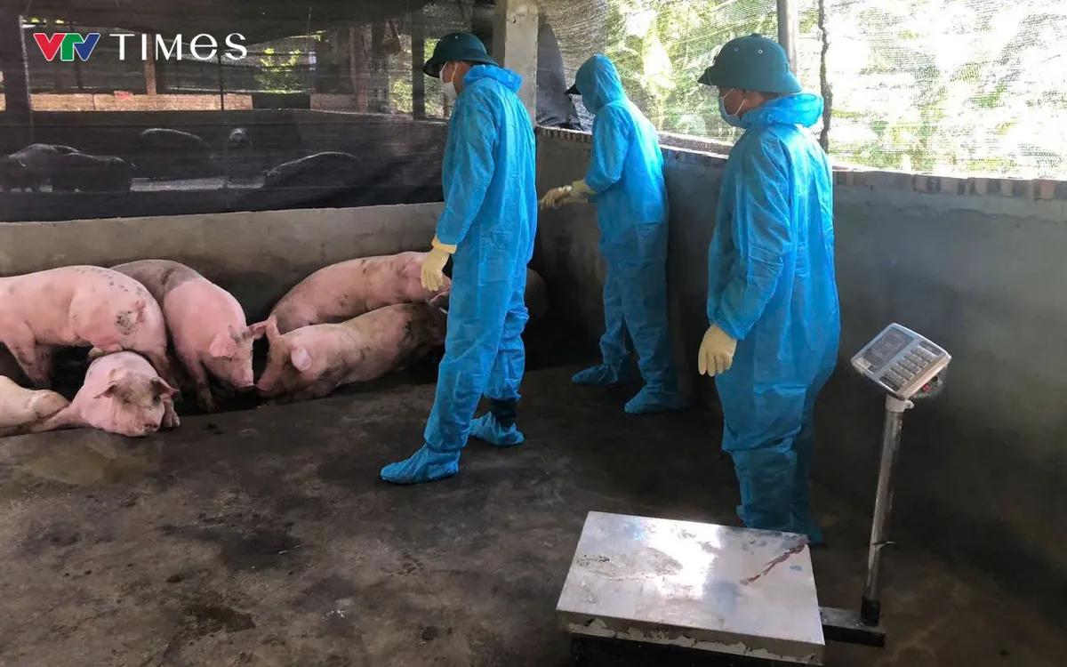 Công tác phòng, chống dịch tả lợn Châu Phi đang được tỉnh Lai Châu tích cực triển khai. Ảnh: Nguyễn Quân