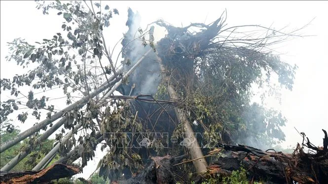 C&acirc;y đa hơn 200 năm tuổi ở Quảng Ng&atilde;i bị lửa thi&ecirc;u rụi - Ảnh 3.