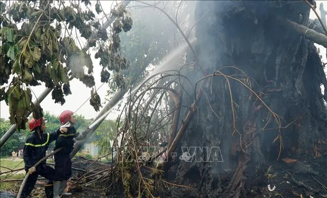 C&acirc;y đa hơn 200 năm tuổi ở Quảng Ng&atilde;i bị lửa thi&ecirc;u rụi - Ảnh 2.