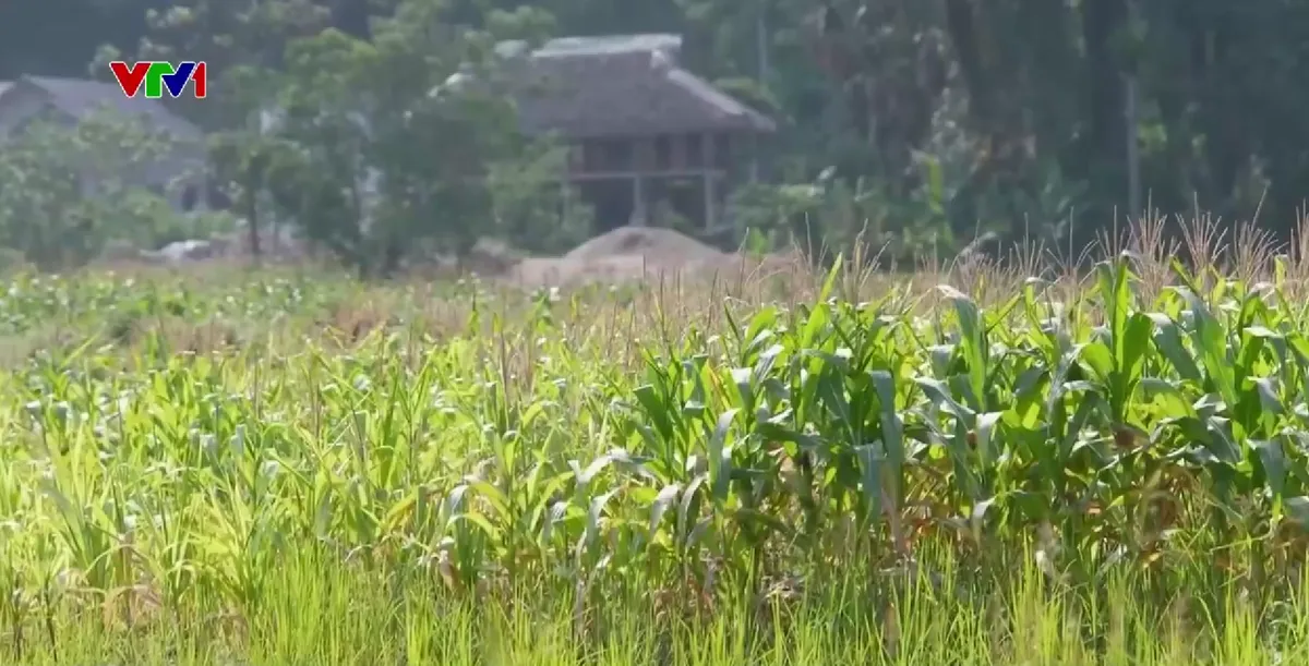 Phụ hồi bền vững sau b&atilde;o Yaji  - Ảnh 6.