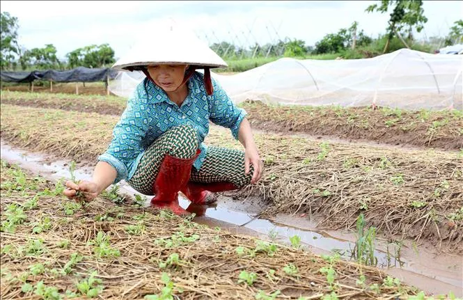 Bắc Bộ và Bắc Trung Bộ có gần 113.000 ha cây trồng bị ngập úng - Ảnh 1.