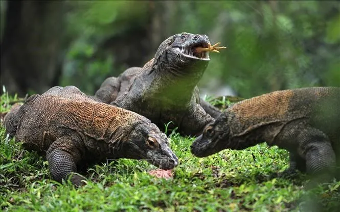 Rồng Komodo tại Indonesia (Ảnh: AFP/TTXVN)