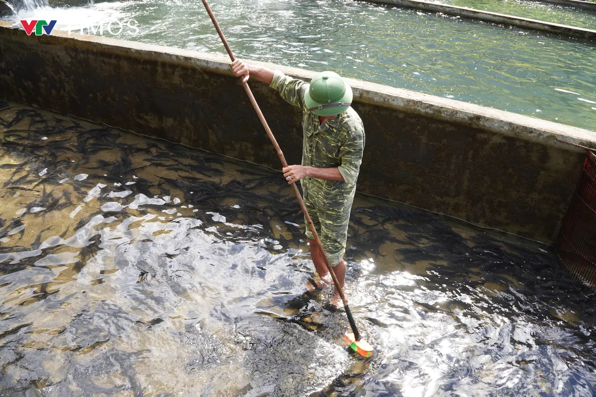 Người nuôi cá tầm Lai Châu gặp khó - Ảnh 4.