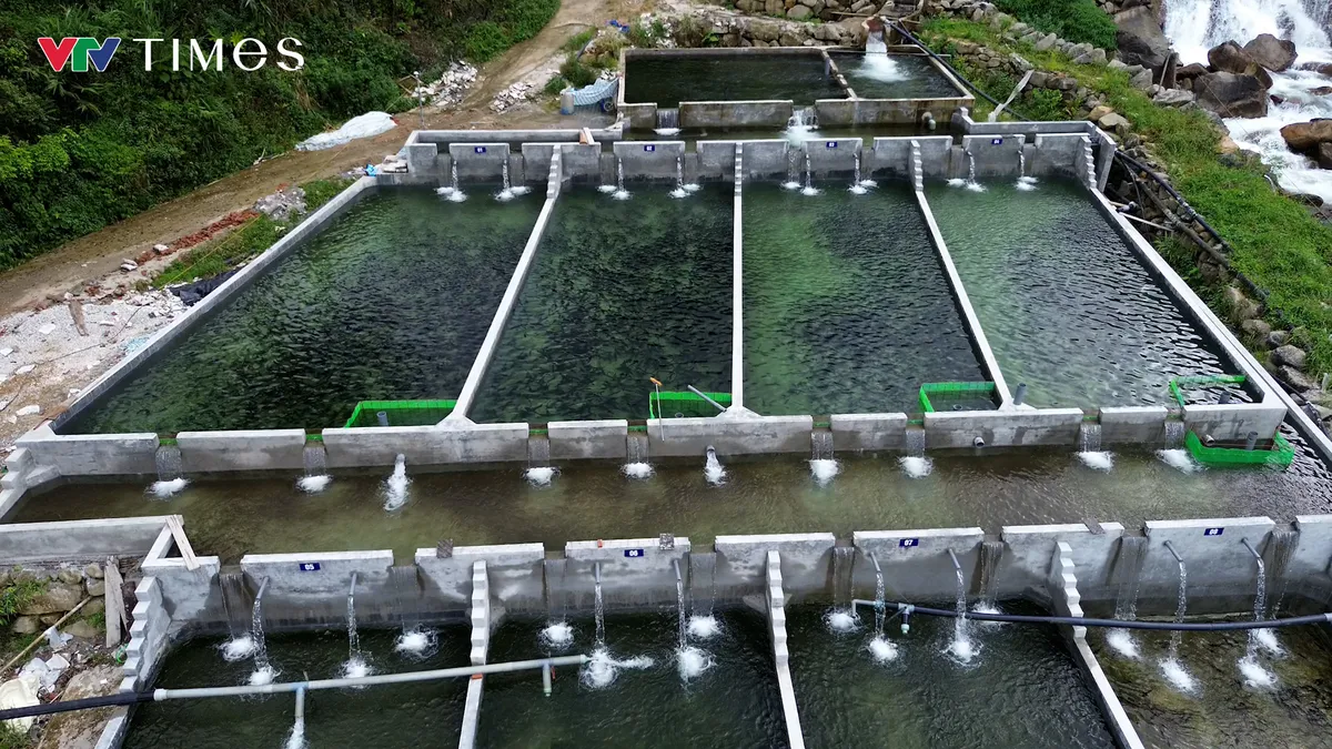 Người nuôi cá tầm Lai Châu gặp khó - Ảnh 1.