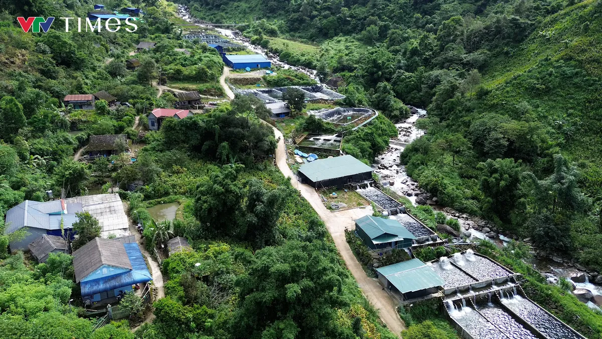 Người nuôi cá tầm Lai Châu gặp khó - Ảnh 7.