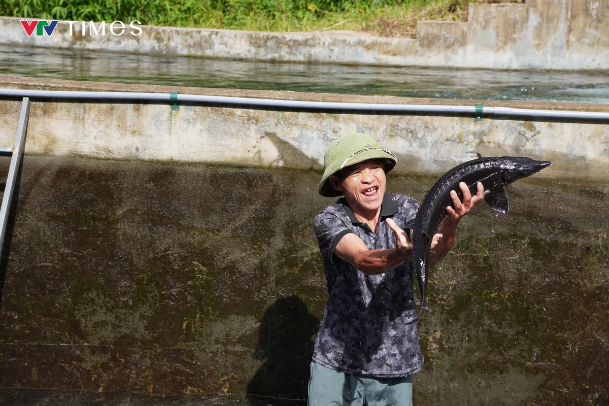 Người nuôi cá tầm Lai Châu gặp khó - Ảnh 3.