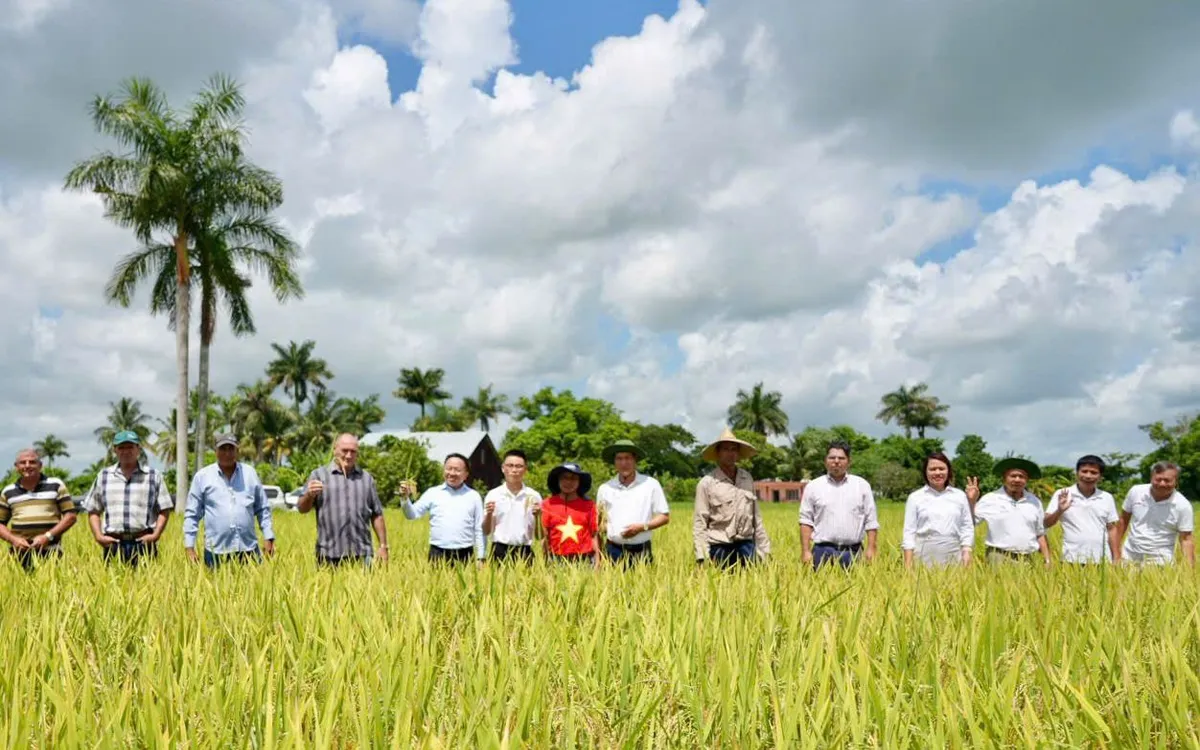 Đoàn công tác Đài Truyền hình Việt Nam trên đồng ruộng Cuba.
