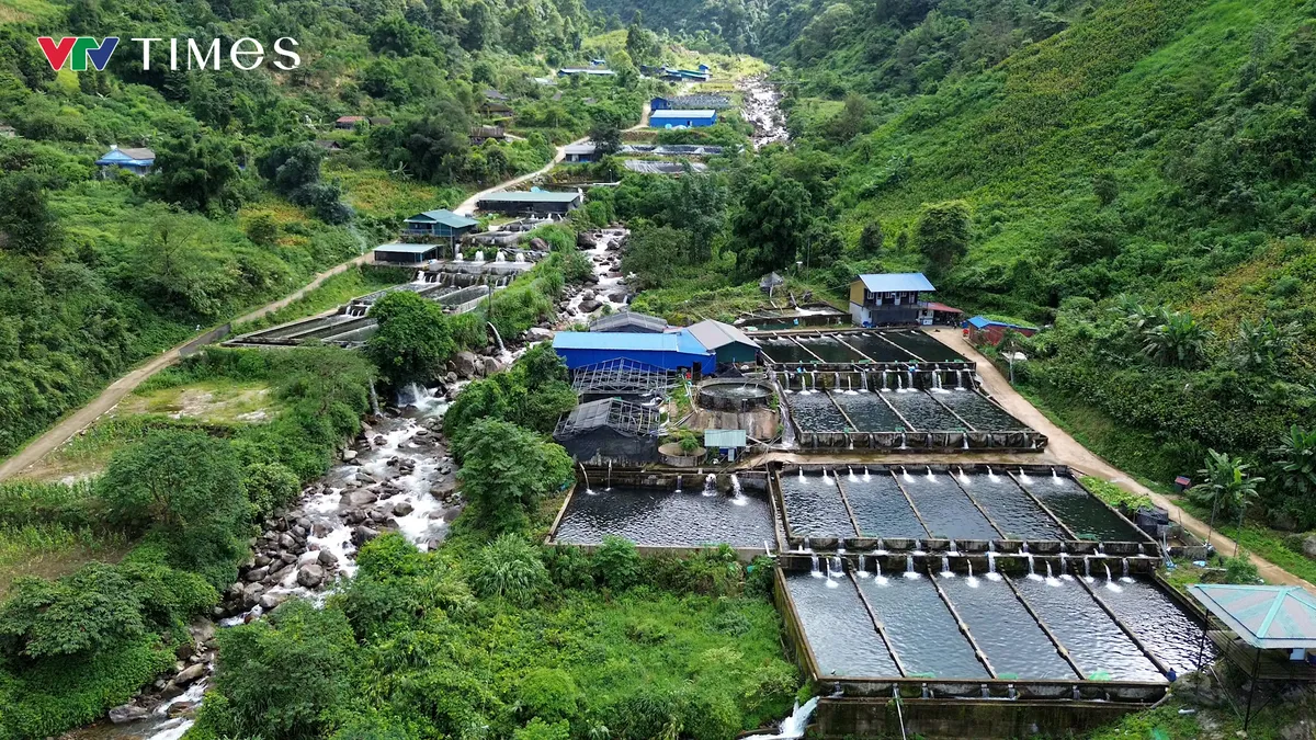 Người nuôi cá tầm Lai Châu gặp khó - Ảnh 5.