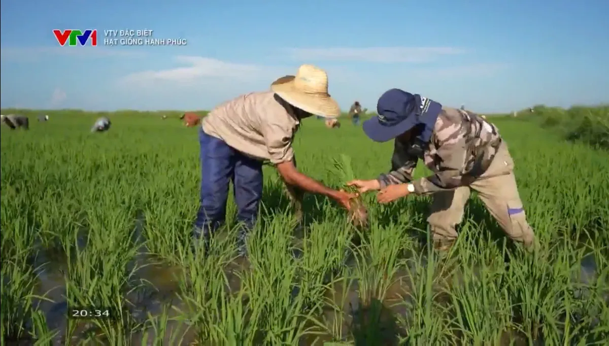 "Hạt giống hạnh phúc": Câu chuyện giản dị về cây lúa Việt gặt mùa vàng ở Cuba  - Ảnh 4.