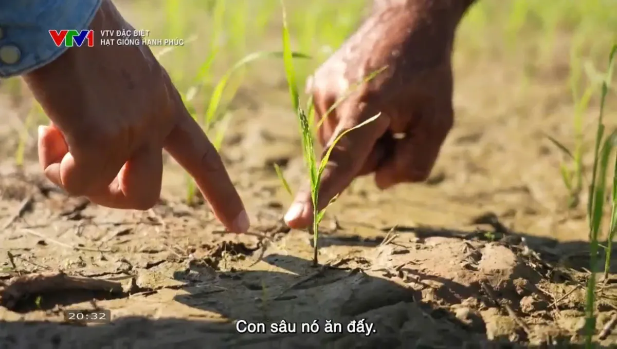"Hạt giống hạnh phúc": Câu chuyện giản dị về cây lúa Việt gặt mùa vàng ở Cuba  - Ảnh 3.