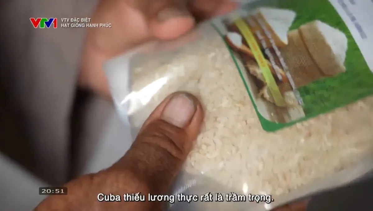 "Hạt giống hạnh phúc": Câu chuyện giản dị về cây lúa Việt gặt mùa vàng ở Cuba  - Ảnh 14.