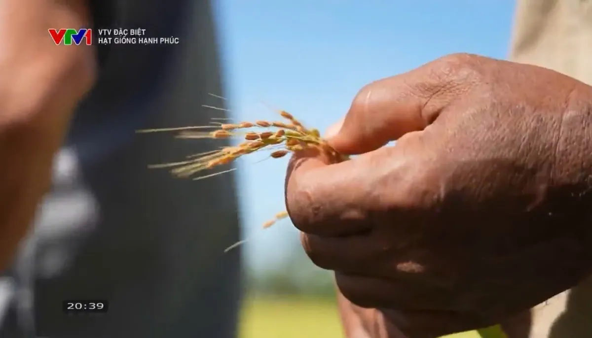 "Hạt giống hạnh phúc": Câu chuyện giản dị về cây lúa Việt gặt mùa vàng ở Cuba  - Ảnh 12.