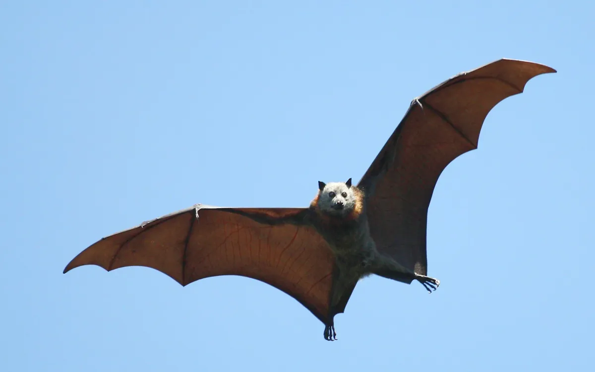 (Ảnh: Getty Images)