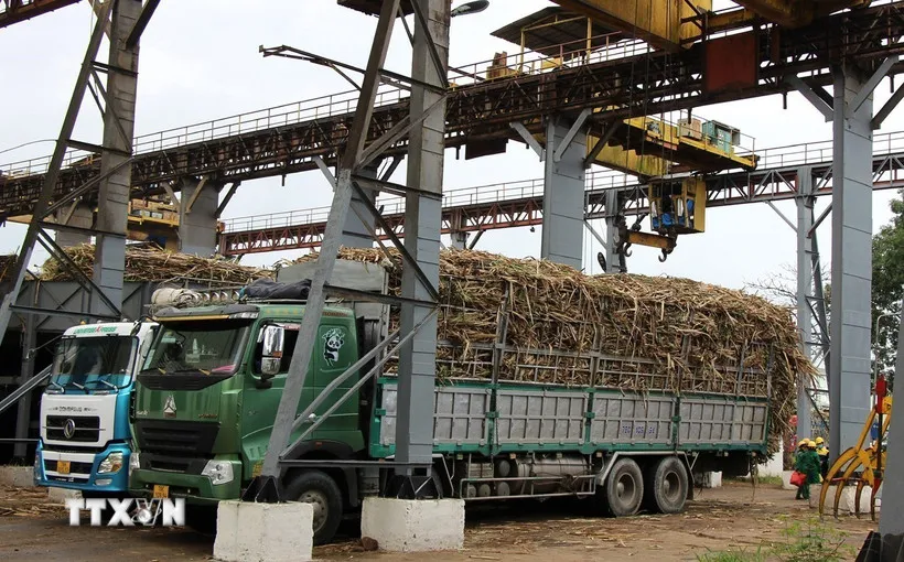 Năng suất đường Việt Nam tiếp tục dẫn đầu khu vực - Ảnh 1.