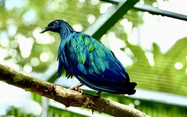 Bồ câu Nicoba do người dân phát hiện có dấu hiệu bị thương