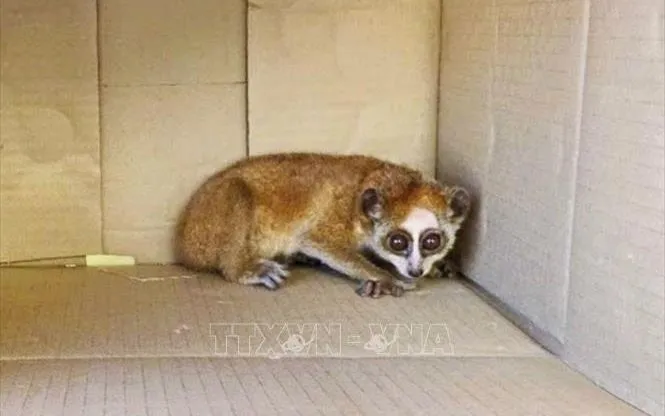 Cu li nhỏ được người dân phát hiện và giao nộp cho cơ quan chức năng. Ảnh: TTXVN Cu li nhỏ được người dân phát hiện và giao nộp cho cơ quan chức năng. Ảnh: TTXVN