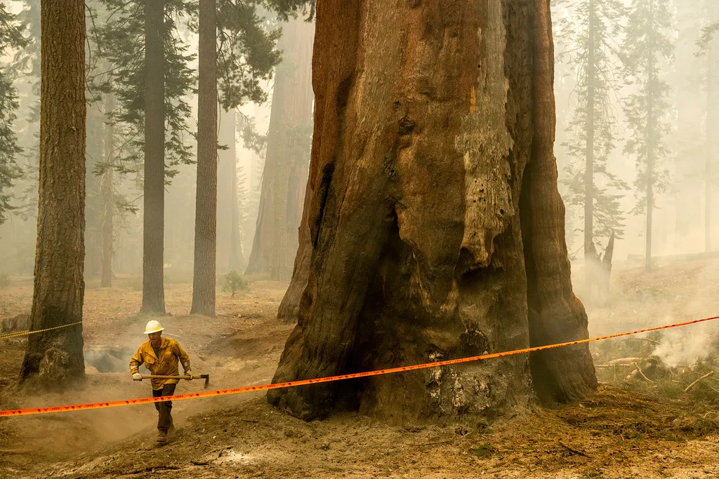 Cháy rừng thiêu rụi rừng cây sequoia khổng lồ ở California- Ảnh 1. Cháy rừng thiêu rụi rừng cây sequoia khổng lồ ở California- Ảnh 1.