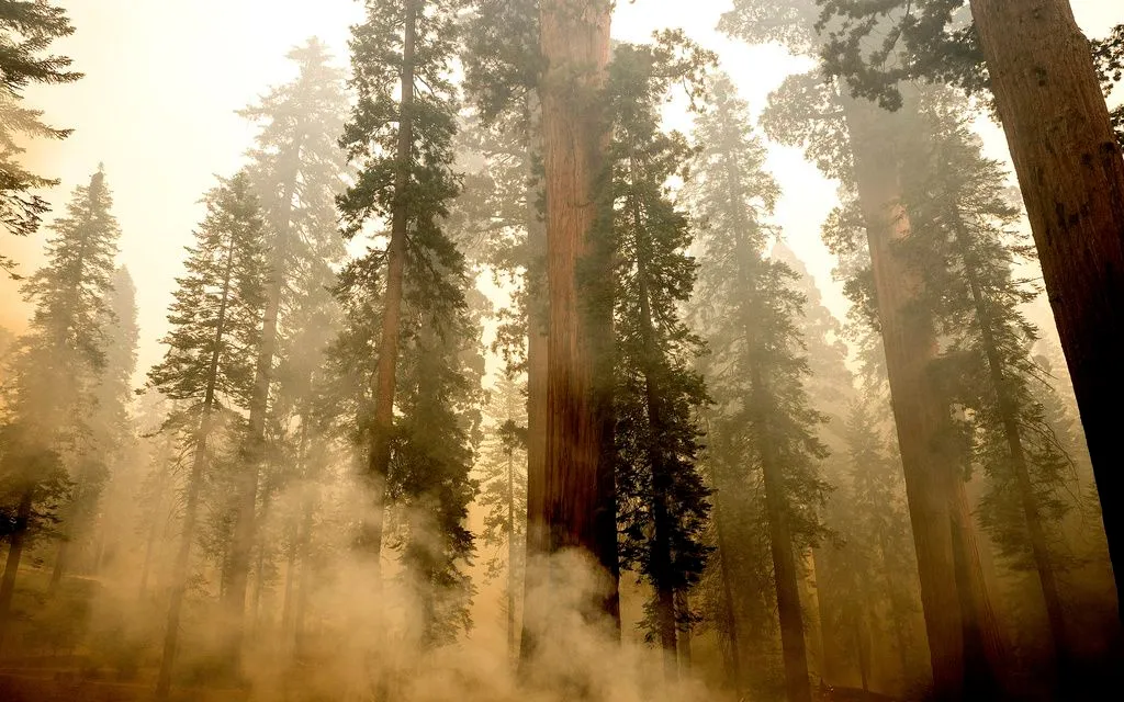 Lửa lan trong rừng McKinley Grove với nhiều cây sequoia khổng lồ ở rừng quốc gia Sierra, California, ngày 8/9/2025 (Ảnh: AP) Lửa lan trong rừng McKinley Grove với nhiều cây sequoia khổng lồ ở rừng quốc gia Sierra, California, ngày 8/9/2025 (Ảnh: AP)