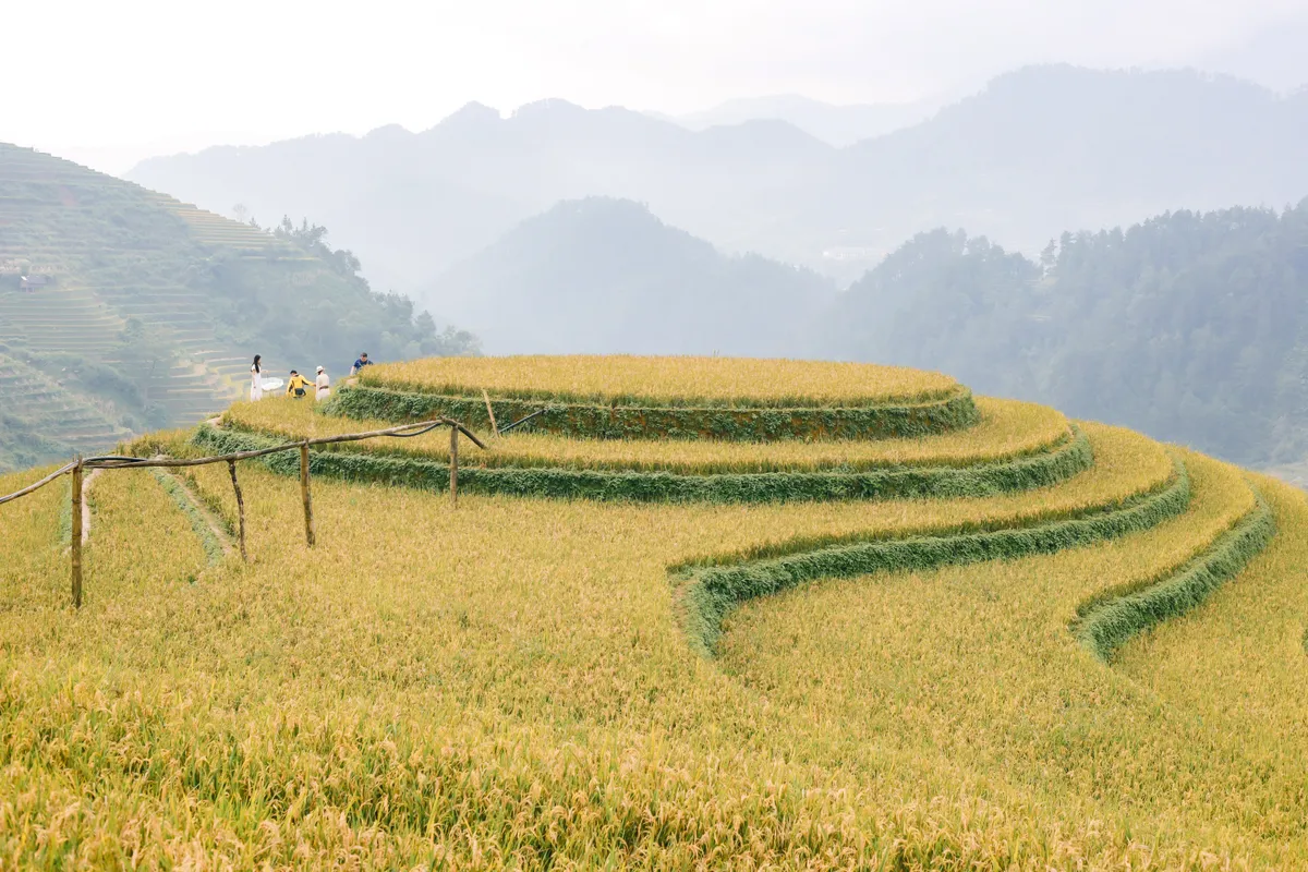 Mùa vàng trên non cao mời gọi bước chân lữ khách - Ảnh 2.