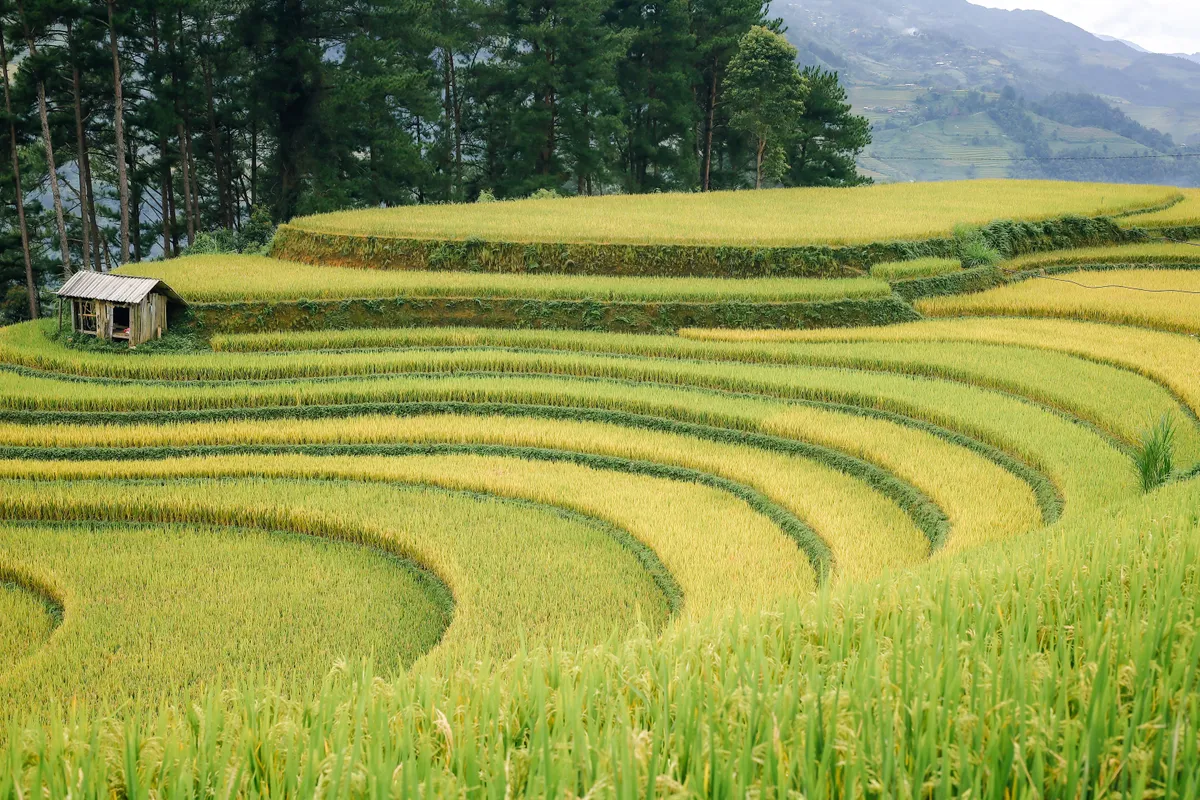 Mùa vàng trên non cao mời gọi bước chân lữ khách - Ảnh 1.