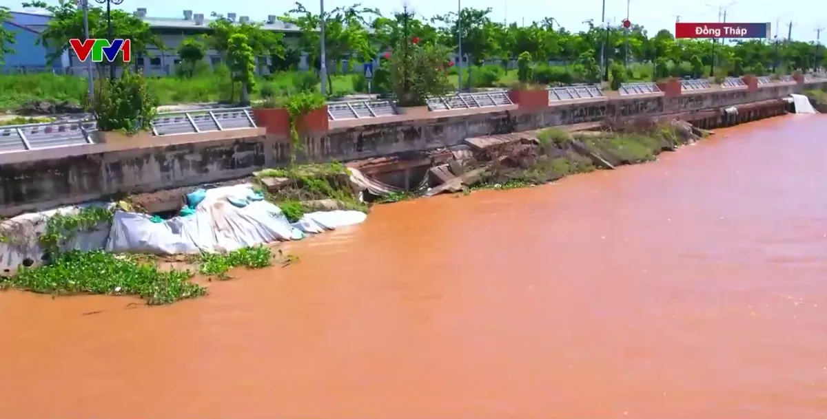 Khẩn cấp khắc phục sạt lở k&egrave; Thường Thới Tiền - Ảnh 3.