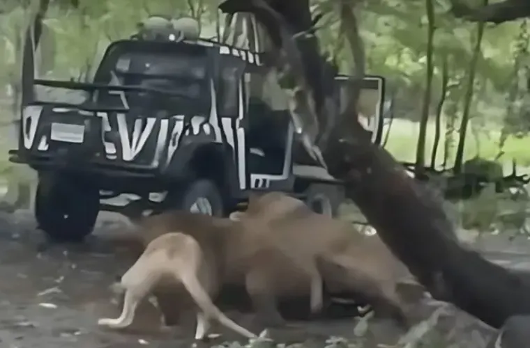 Sư tử tấn công khiến người quản lý sở thú tại công viên Thái Lan tử vong - Ảnh 1.