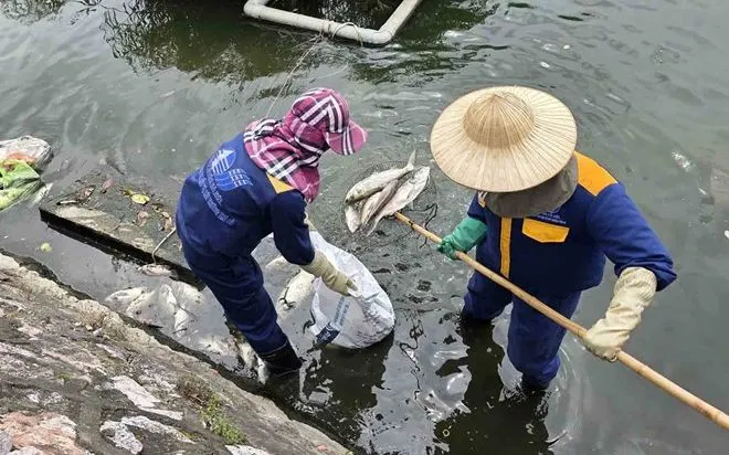 Công nhân thu gom cá chết ở hồ Trúc Bạch (phường Ba Đình, Hà Nội). (Nguồn: Báo Lao Động)