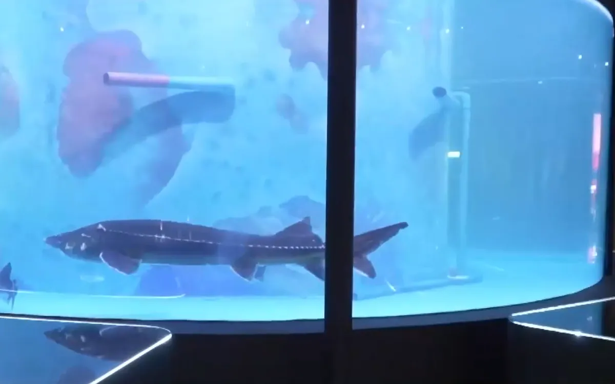 (Ảnh chụp màn hình)