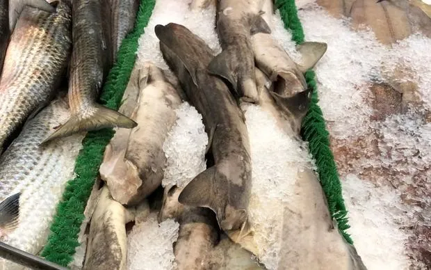 Thịt cá mập (Ảnh: Đại học North Carolina tại Chapel Hill)