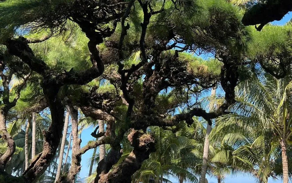 Mùa của kỷ niệm nơi phố biển