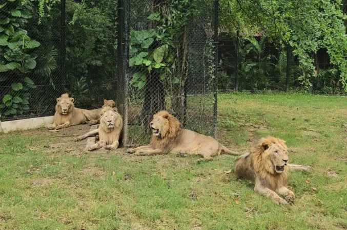 Th&aacute;i Lan điều tra hoạt động của vườn th&uacute; sau vụ sư tử tấn c&ocirc;ng g&acirc;y chết người- Ảnh 1.