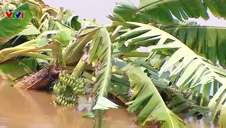 Tam Nông (Phú Thọ) mất 3/4 đất bãi bồi vì sạt lở, nhiều hộ dân phải tháo dỡ nhà - Ảnh 1.