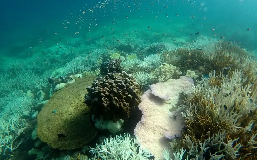 Nhiệt độ nước biển tăng cao khiến cho san hô bị tẩy trắng nhiều hơn và nhanh hơn (Ảnh: Viện Hải dương học Australia) Nhiệt độ nước biển tăng cao khiến cho san hô bị tẩy trắng nhiều hơn và nhanh hơn (Ảnh: Viện Hải dương học Australia)