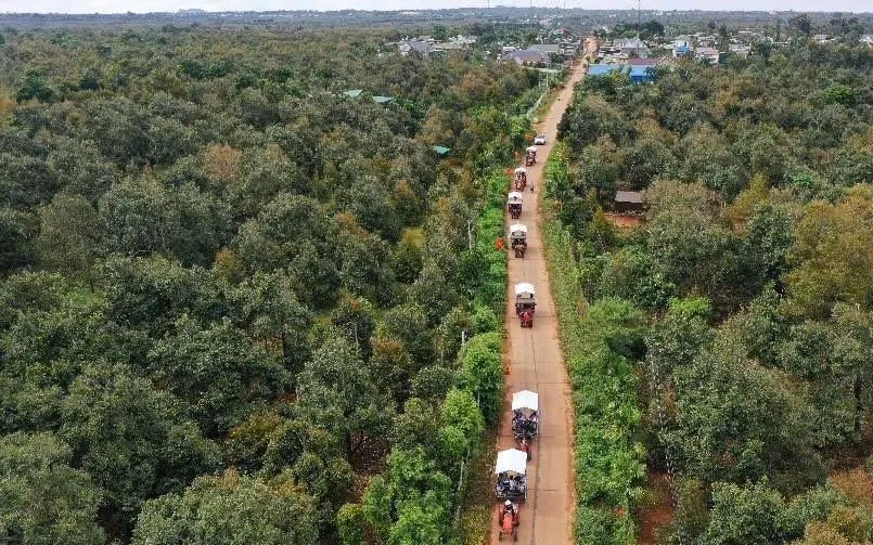  Những chuyến xe nối nhau chở đầy niềm vui mùa thu hoạch.