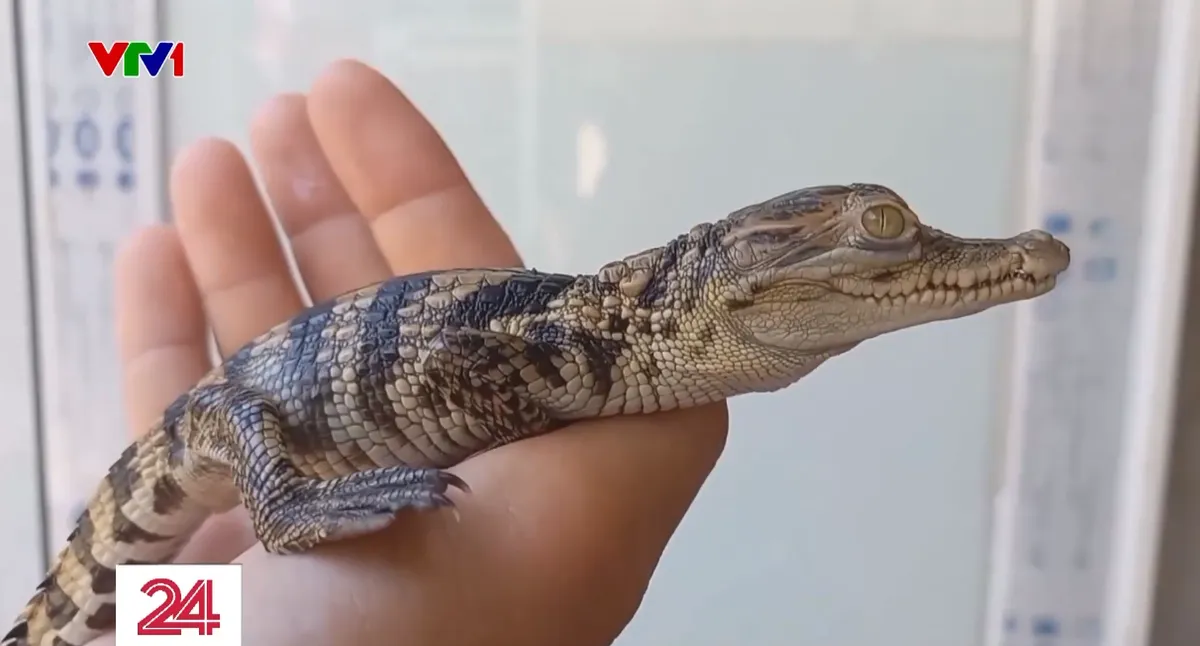 Cảnh giác với thú chơi cá sấu mini  - Ảnh 1.