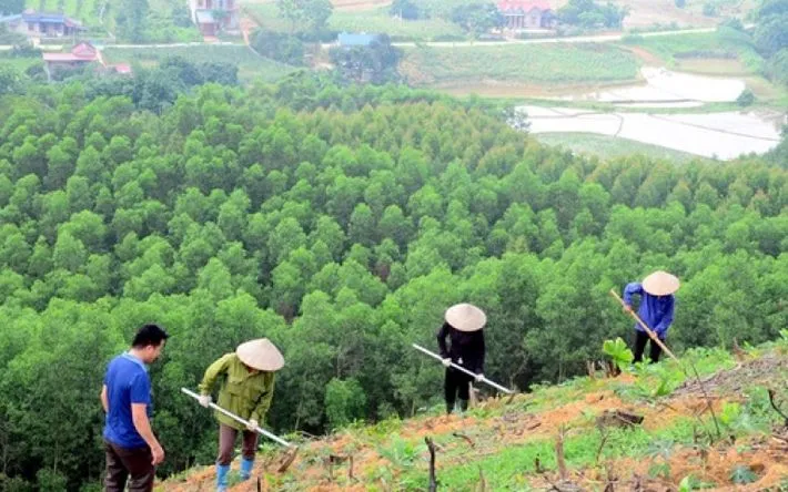 Cục Lâm nghiệp và Kiểm lâm chỉ đạo thực hiện việc giao rừng đối với diện tích rừng do Bộ Nông nghiệp và Môi trường được giao quản lý Cục Lâm nghiệp và Kiểm lâm chỉ đạo thực hiện việc giao rừng đối với diện tích rừng do Bộ Nông nghiệp và Môi trường được giao quản lý