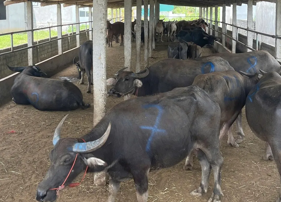 Phát hiện xe tải chở 48 con trâu, bò không rõ nguồn gốc tại Nghệ An - Ảnh 2.
