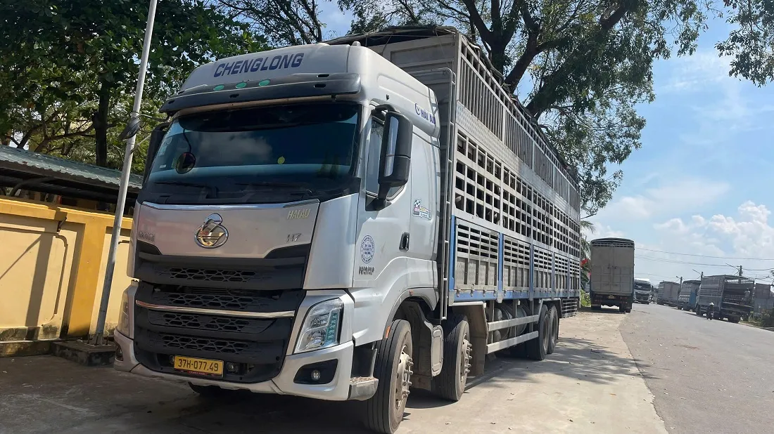 Phát hiện xe tải chở 48 con trâu, bò không rõ nguồn gốc tại Nghệ An - Ảnh 1.