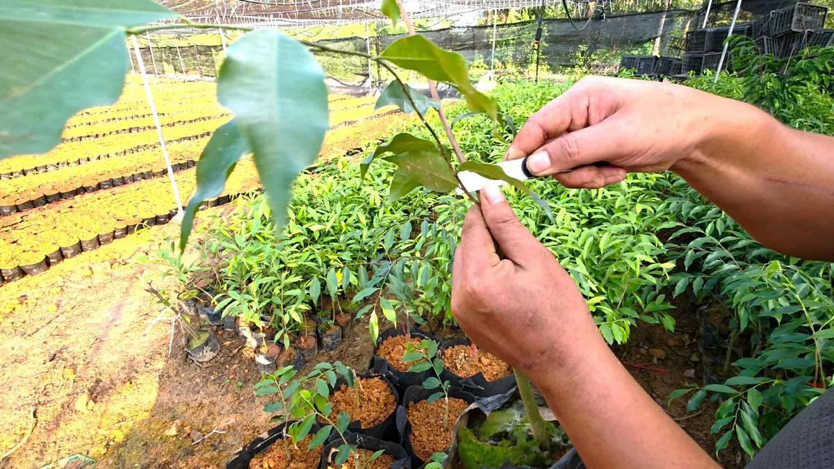 Cục L&acirc;m nghiệp cảnh b&aacute;o &ldquo;cơn sốt&rdquo; c&acirc;y Kỳ Hải Nam nhập lậu - Ảnh 1.