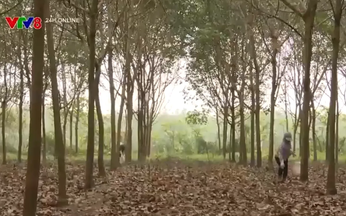 Xuất khẩu cao su của Việt Nam đang có sự phục hồi đáng ghi nhận