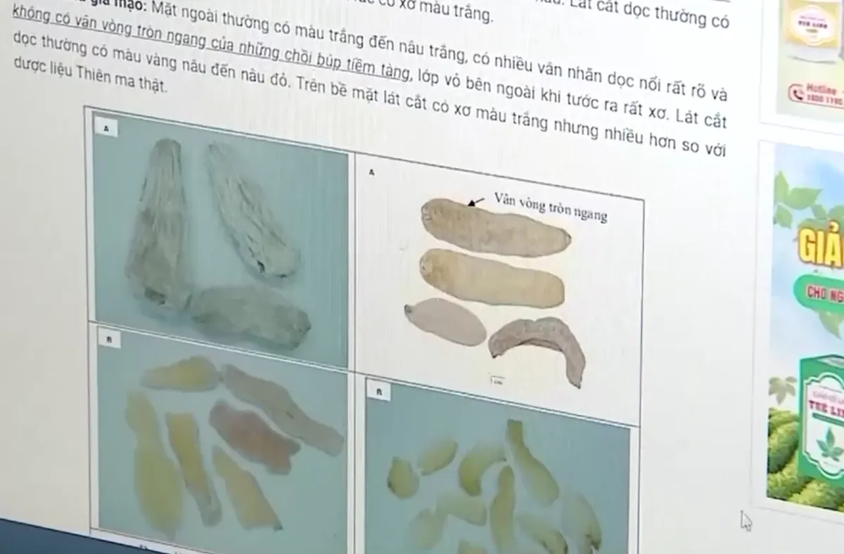Cảnh báo thủ đoạn lừa đảo bán “củ thuốc quý” trong bệnh viện - Ảnh 1.