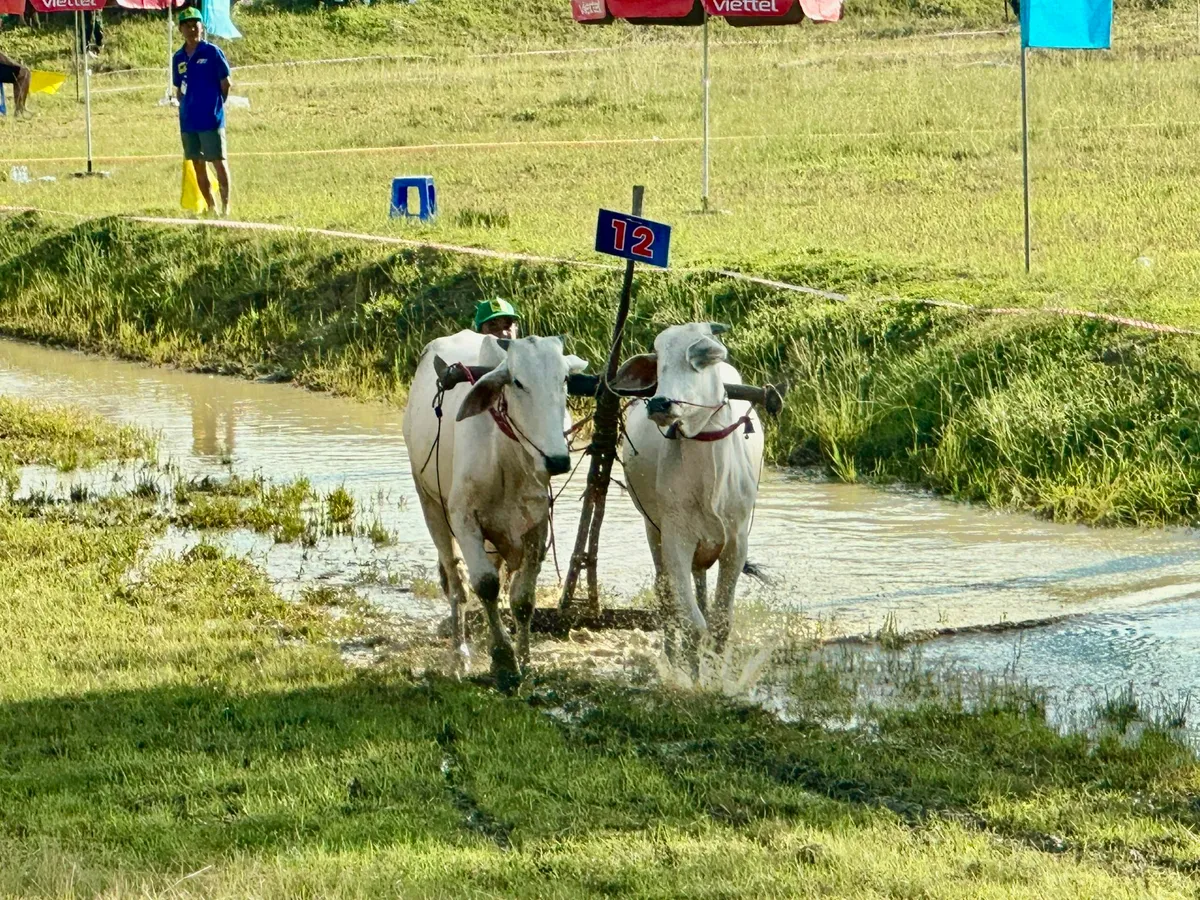 Độc đáo Hội đua bò Bảy Núi- Ảnh 5.