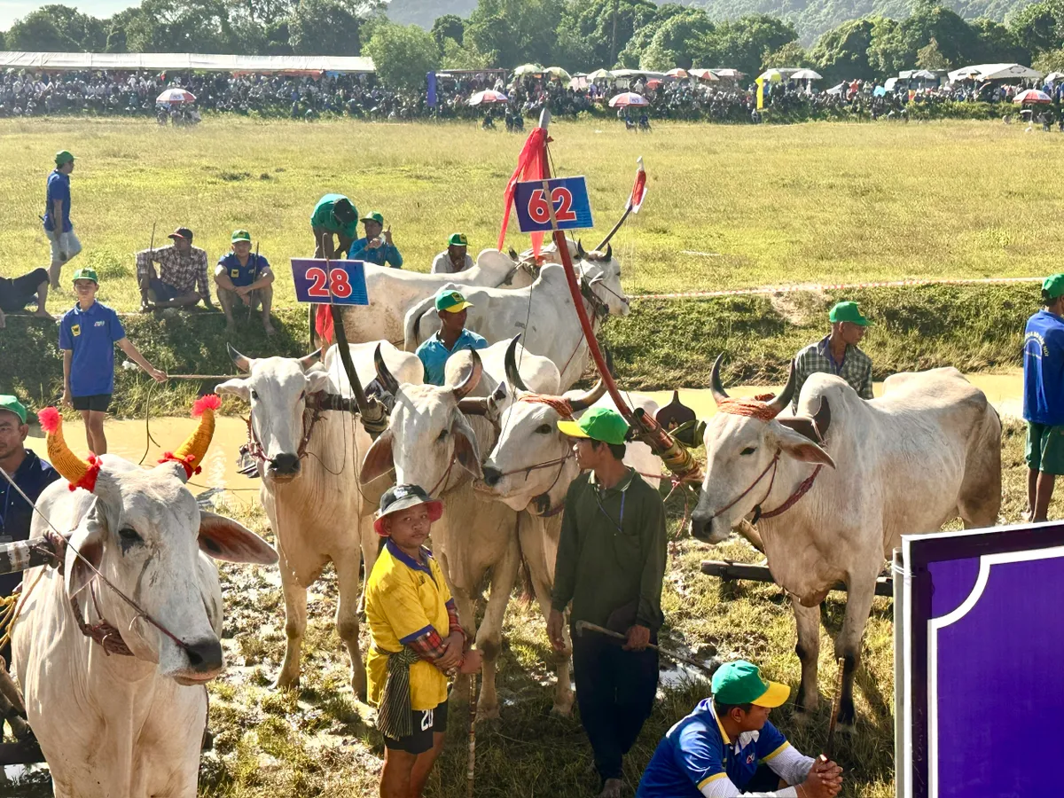 Độc đáo Hội đua bò Bảy Núi- Ảnh 2.