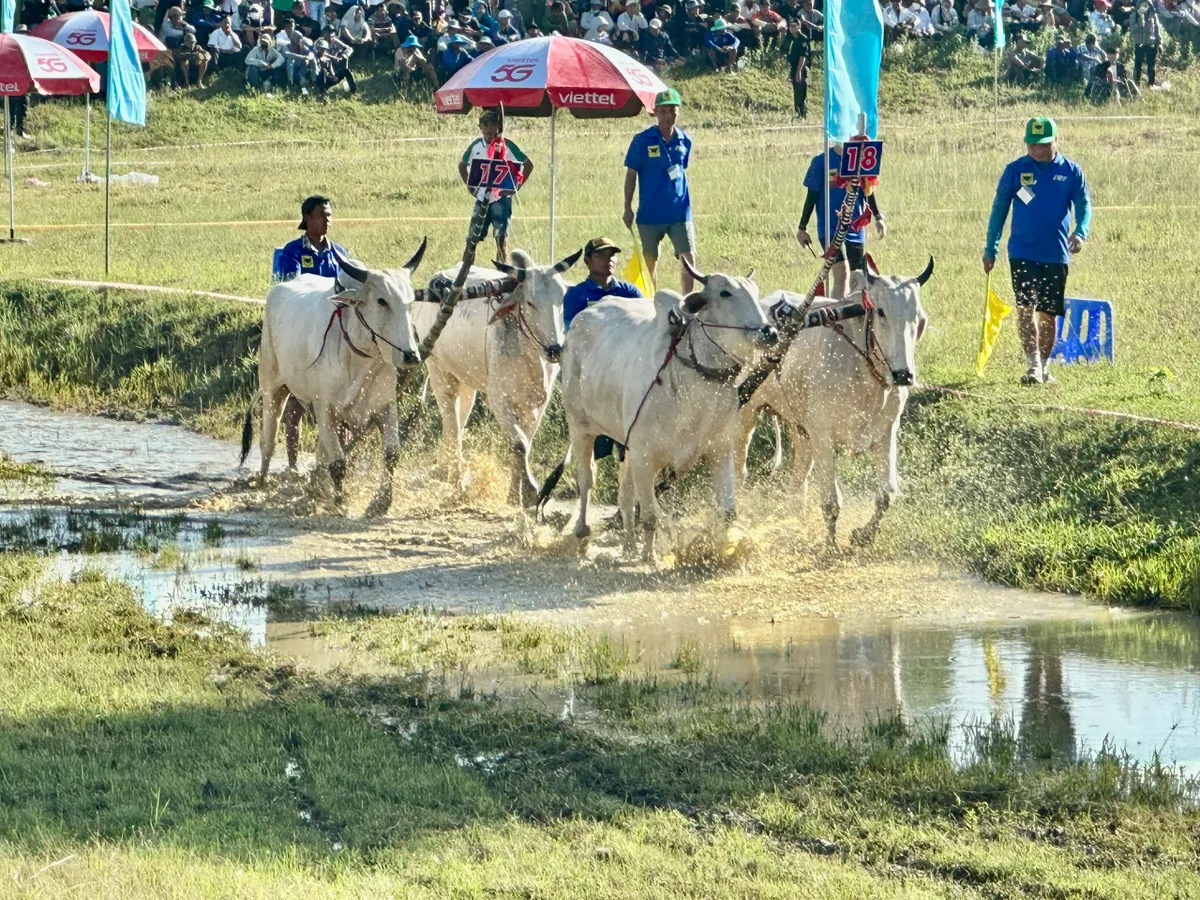 Độc đáo Hội đua bò Bảy Núi- Ảnh 9.